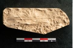 Foto (Detailansicht) von Plantae indet.  (NHMW-GEO-2024-0188-11635)
